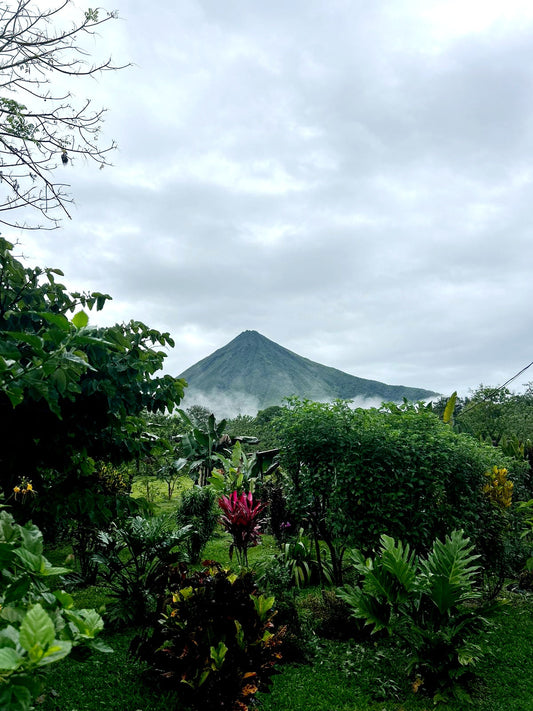 Costa Rico Single Origin coffee small farm micro lot direct trade specialty grade beans MidCenturyModernCoffee 2025