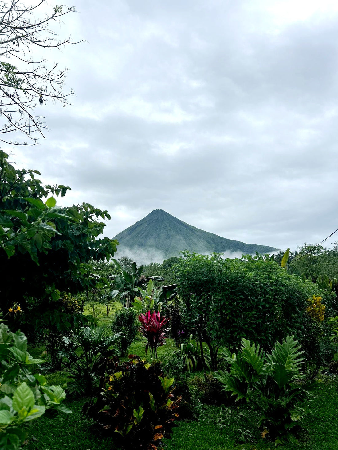 Costa Rico Single Origin coffee small farm micro lot direct trade specialty grade beans MidCenturyModernCoffee 2025